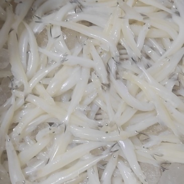 10公分以上的淡水银鱼