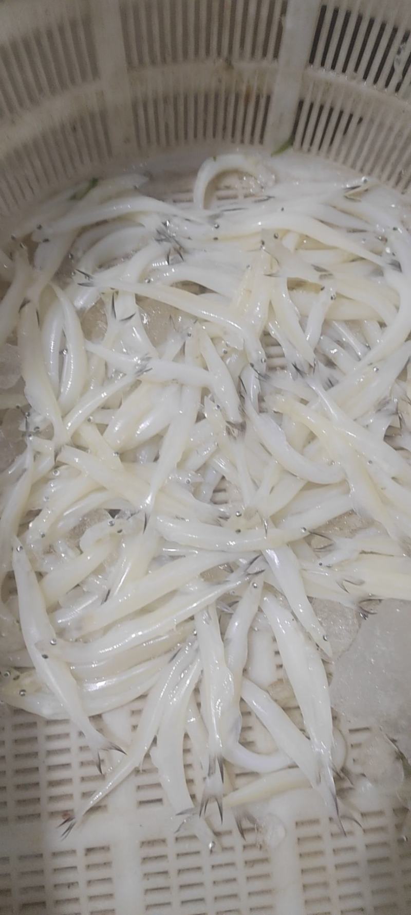 10公分以上的淡水银鱼