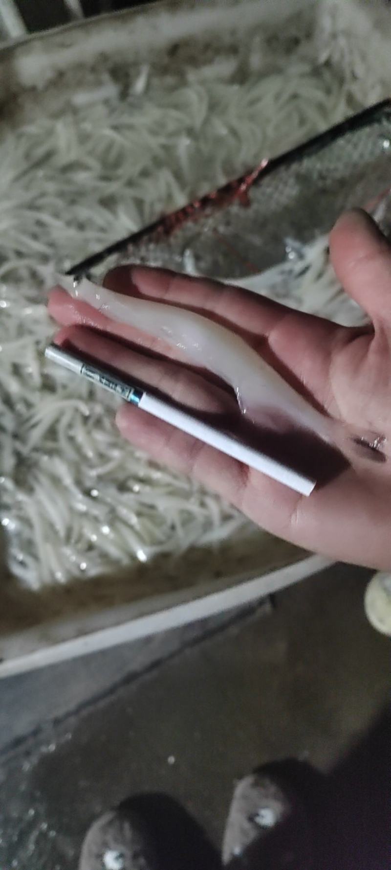 10公分以上的淡水银鱼