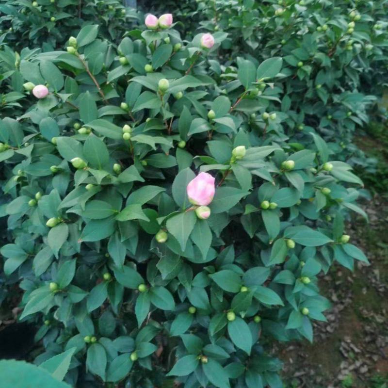 香妃茶花基地发货规格齐全价格优惠欢迎咨询