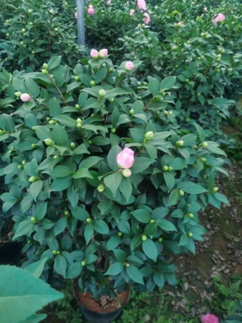 香妃茶花基地发货规格齐全价格优惠欢迎咨询