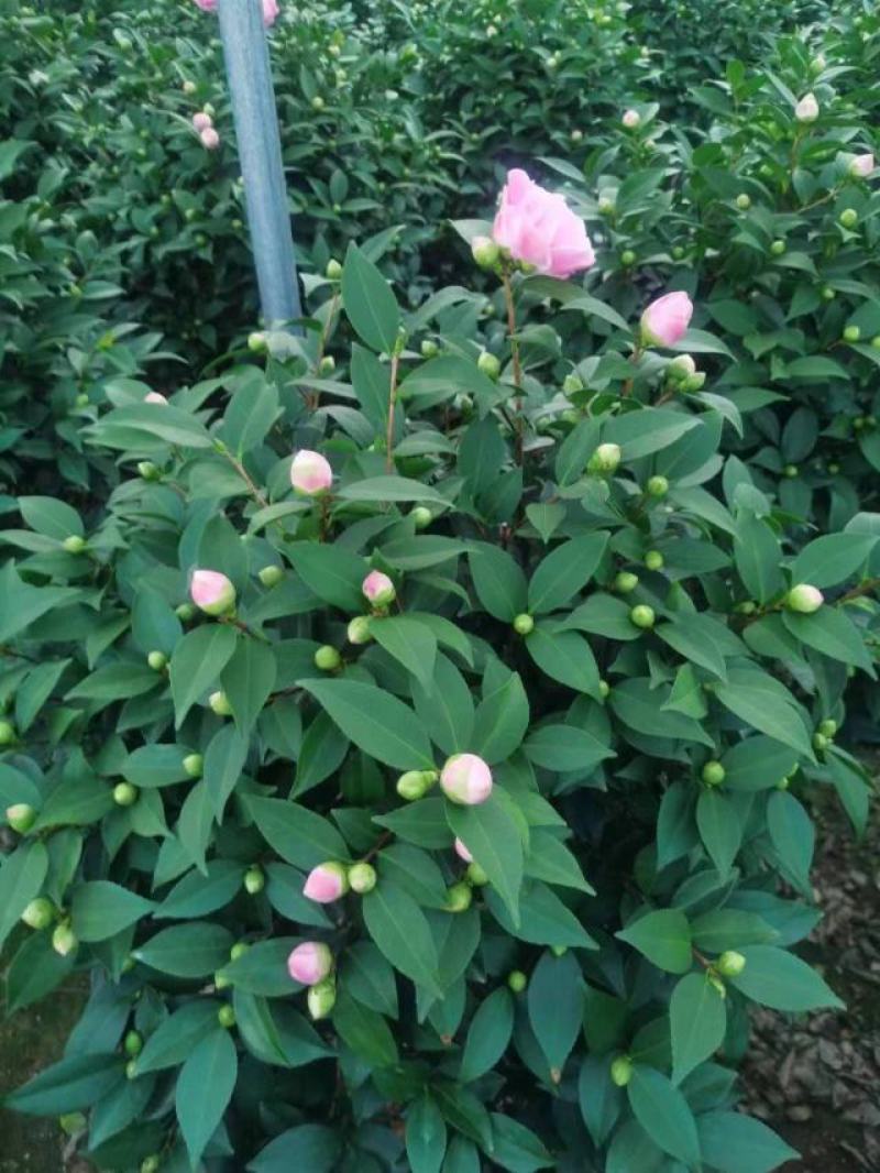 香妃茶花基地发货规格齐全价格优惠欢迎咨询