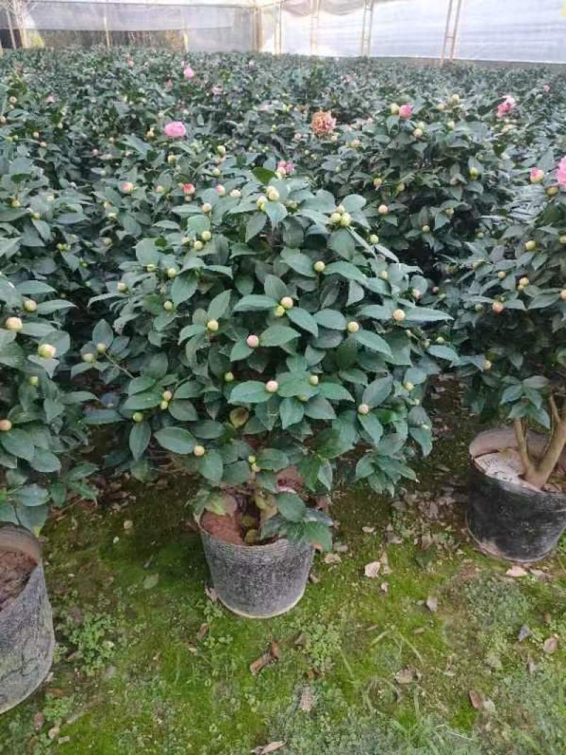 香妃茶花基地发货规格齐全价格优惠欢迎咨询