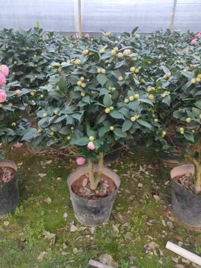 香妃茶花基地发货规格齐全价格优惠欢迎咨询