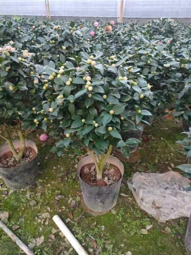 香妃茶花基地发货规格齐全价格优惠欢迎咨询