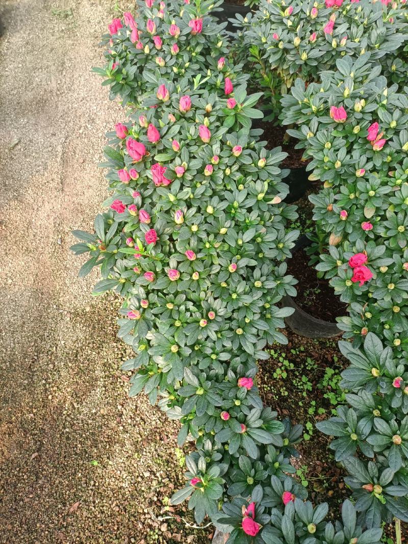 悬崖杨梅红杜鹃花基地发货品种齐全