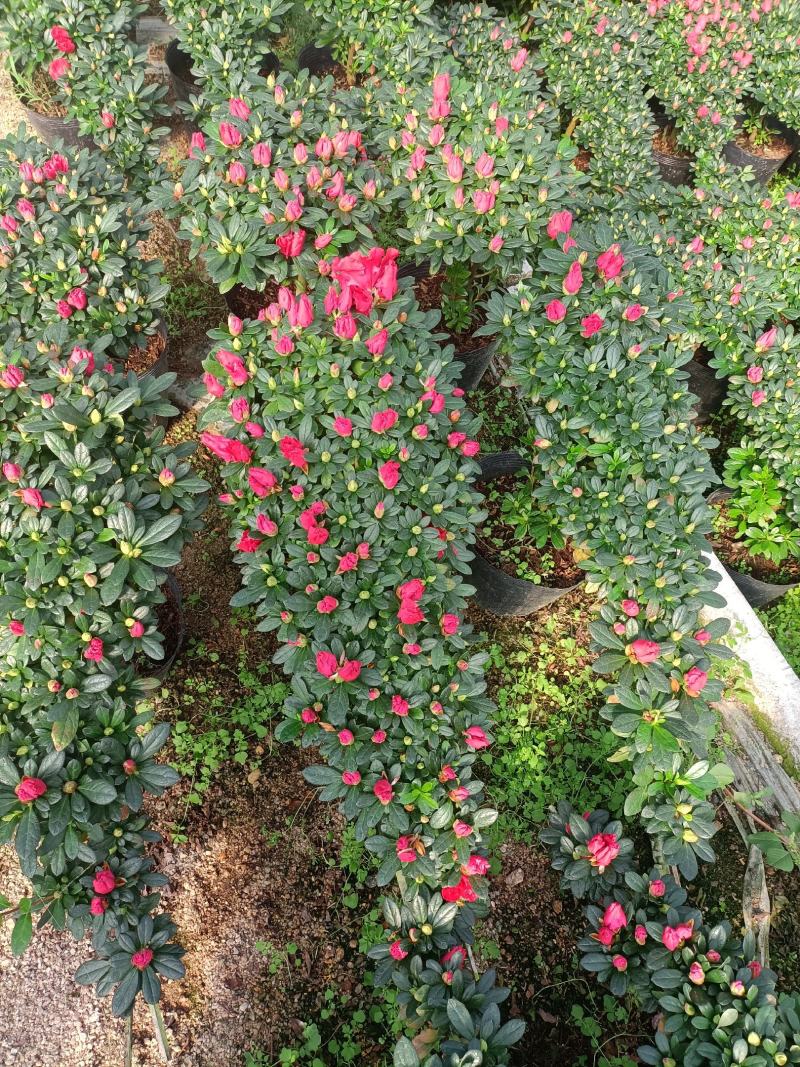 悬崖杨梅红杜鹃花基地发货品种齐全