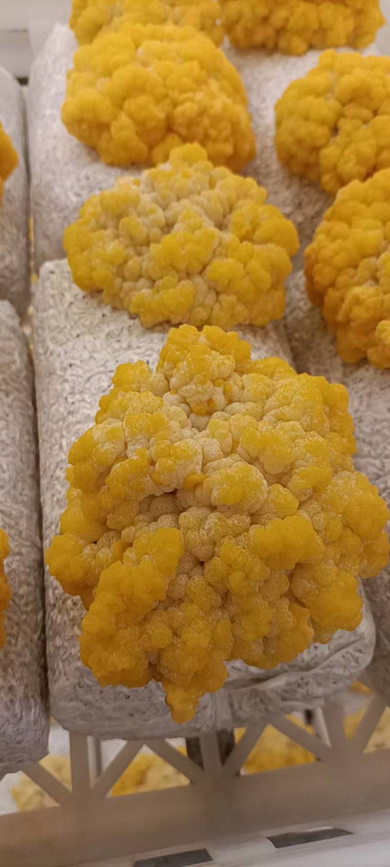 优质金耳菌