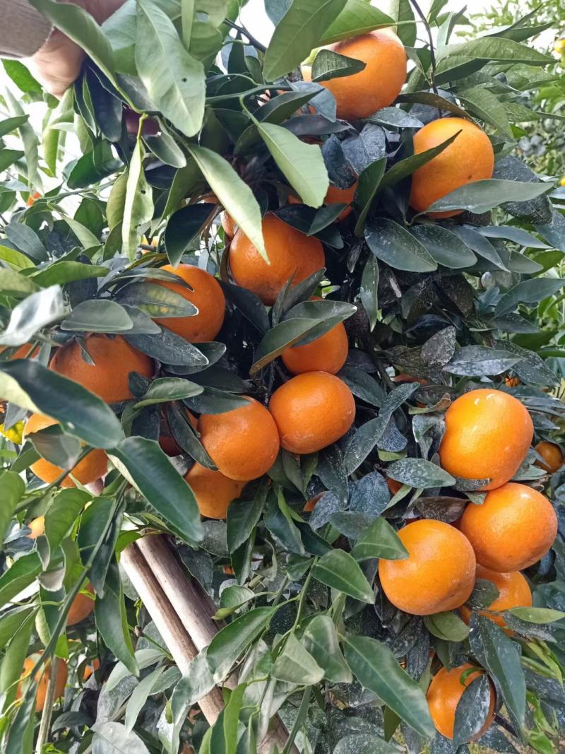 广西桂林优质沃柑