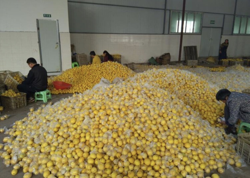 安岳柠檬采收与分拣现场