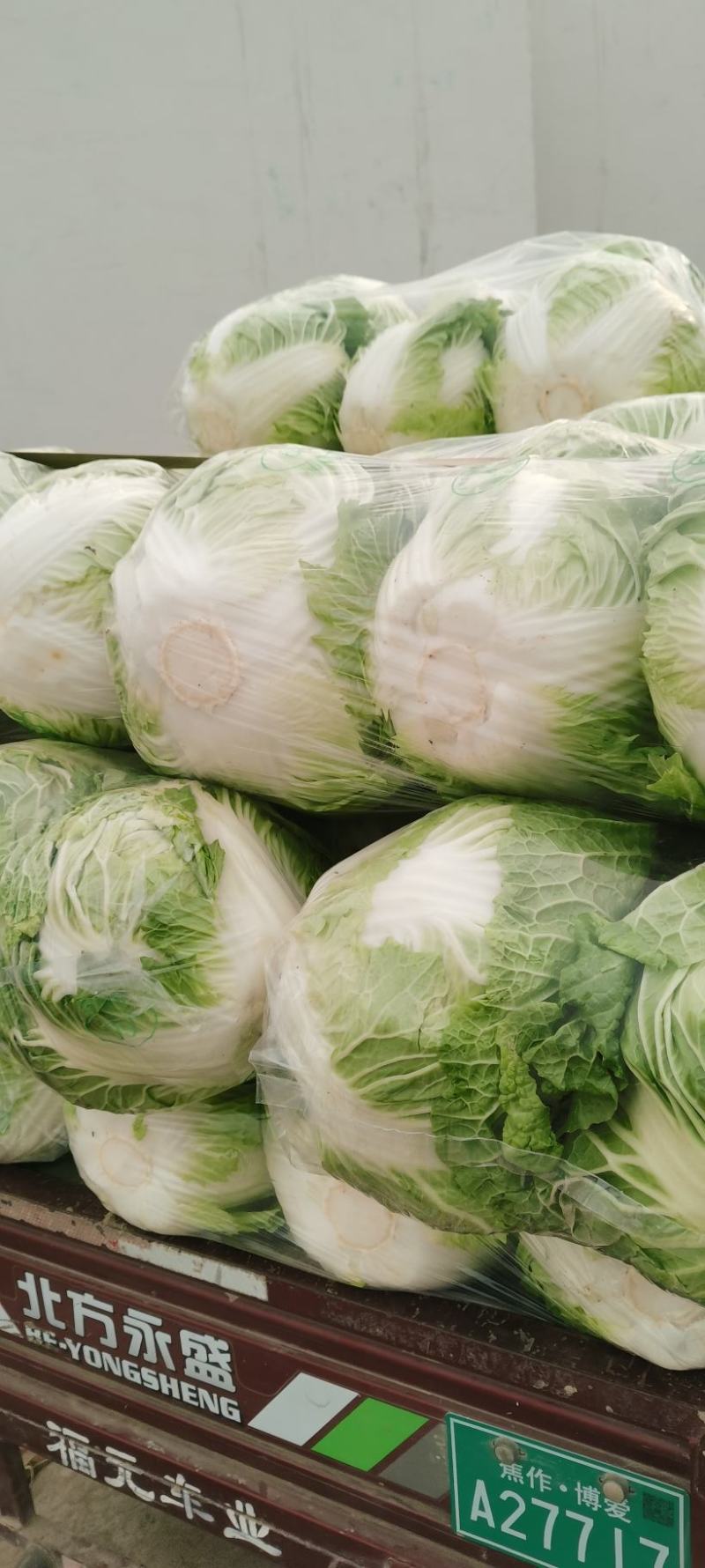 河南白菜秋绿60白菜，视频看货，线上保障交易。