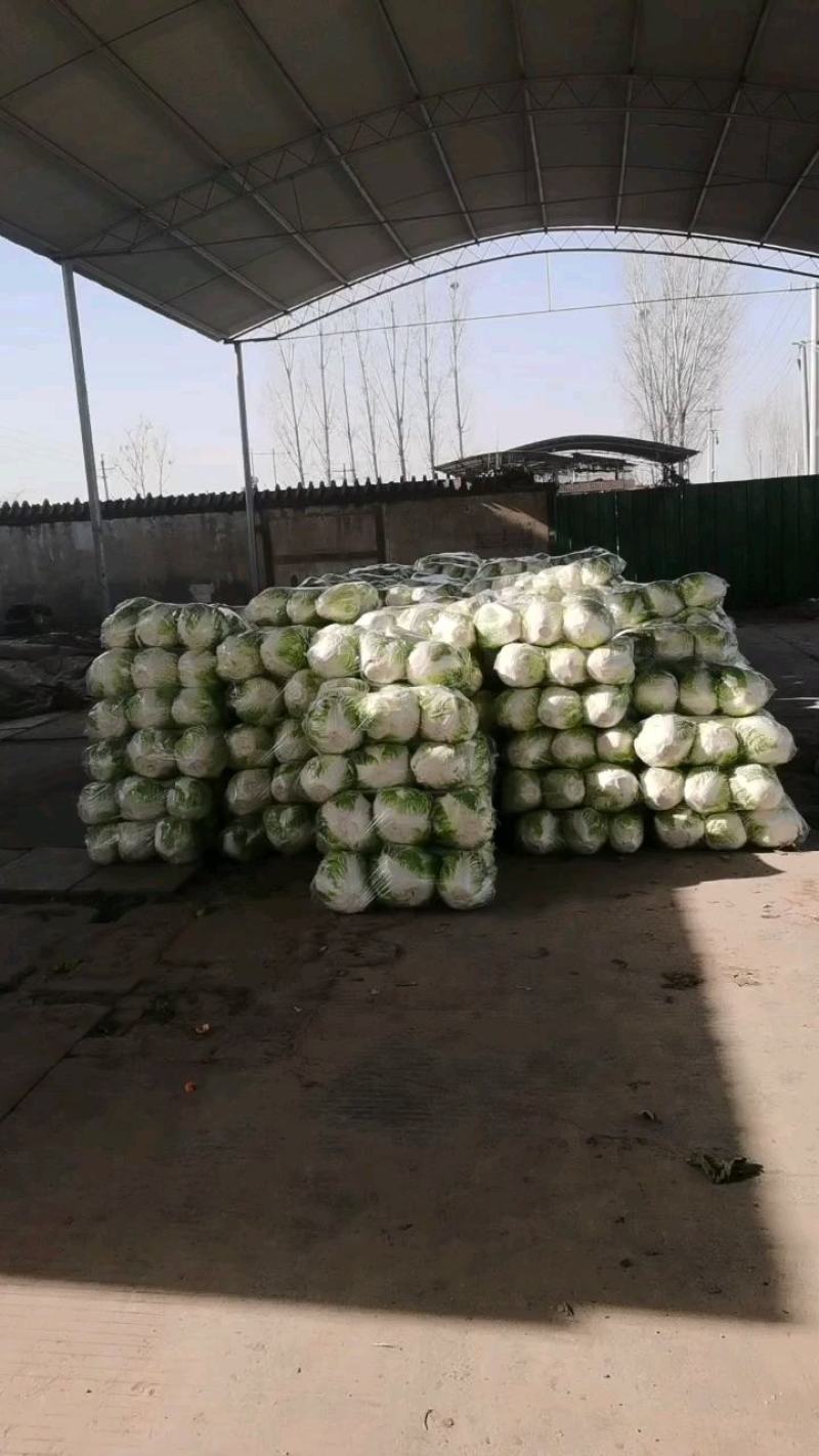 河南白菜秋绿60白菜，视频看货，线上保障交易。