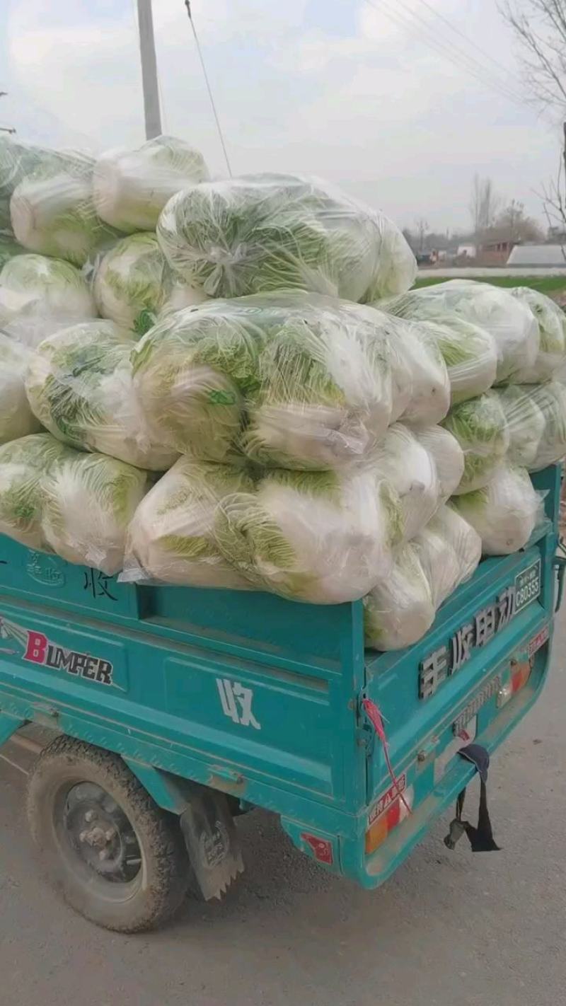 河南白菜秋绿60白菜，视频看货，线上保障交易。