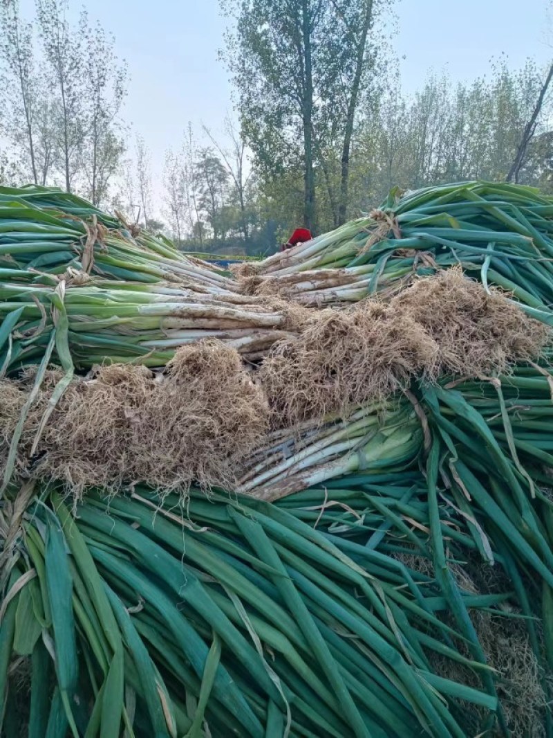 长白大葱钢葱白菜罗卜