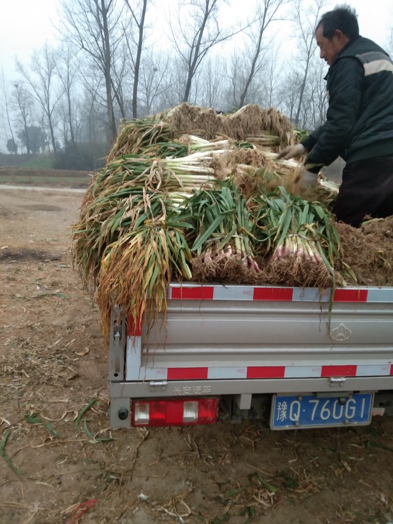 长白大葱钢葱白菜罗卜