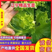 生菜叶菜大量上市中基地直供视频质量欢迎