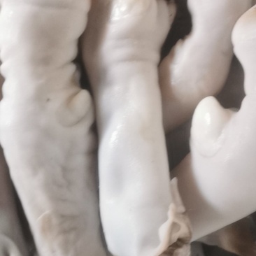羊蹄，水退羊蹄，山羊蹄绵羊蹄，大小羊蹄