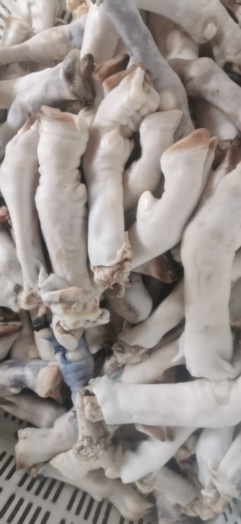 羊蹄，水退羊蹄，山羊蹄绵羊蹄，大小羊蹄