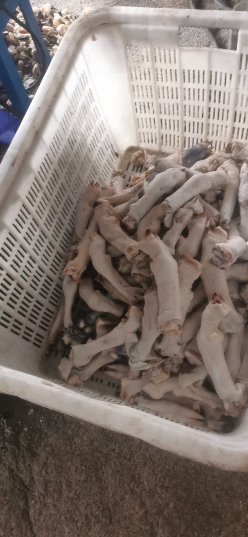 羊蹄，水退羊蹄，山羊蹄绵羊蹄，大小羊蹄