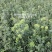 杨梅苗实生苗苗子粗壮大棵现挖现卖量大价优