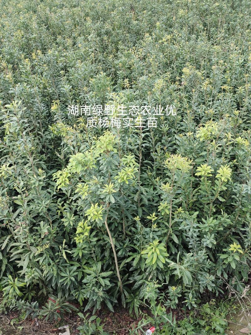 杨梅苗实生苗苗子粗壮大棵现挖现卖量大价优