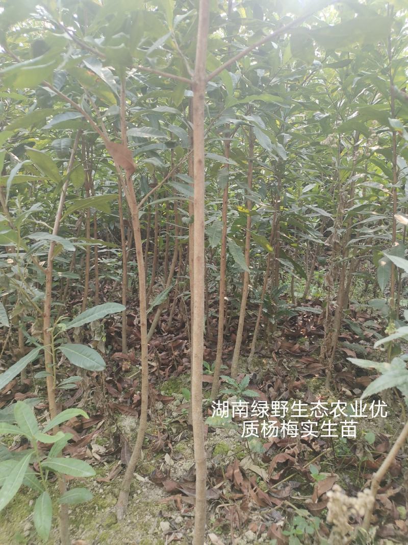 杨梅苗实生苗苗子粗壮大棵现挖现卖量大价优