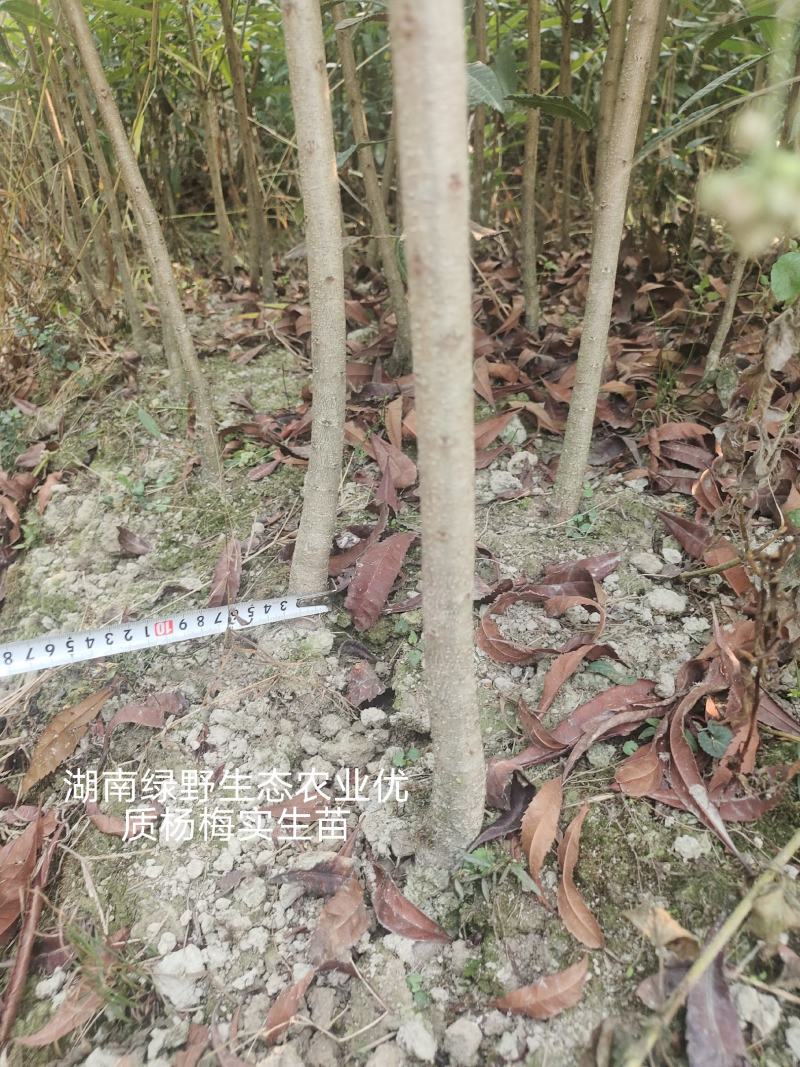 杨梅苗实生苗苗子粗壮大棵现挖现卖量大价优