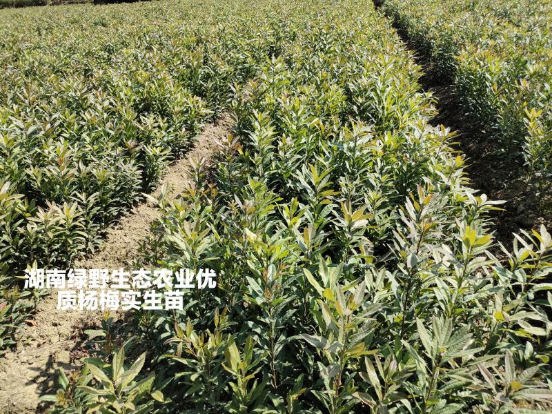 杨梅苗实生苗苗子粗壮大棵现挖现卖量大价优