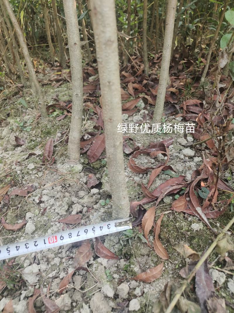 杨梅苗实生苗苗子粗壮大棵现挖现卖量大价优