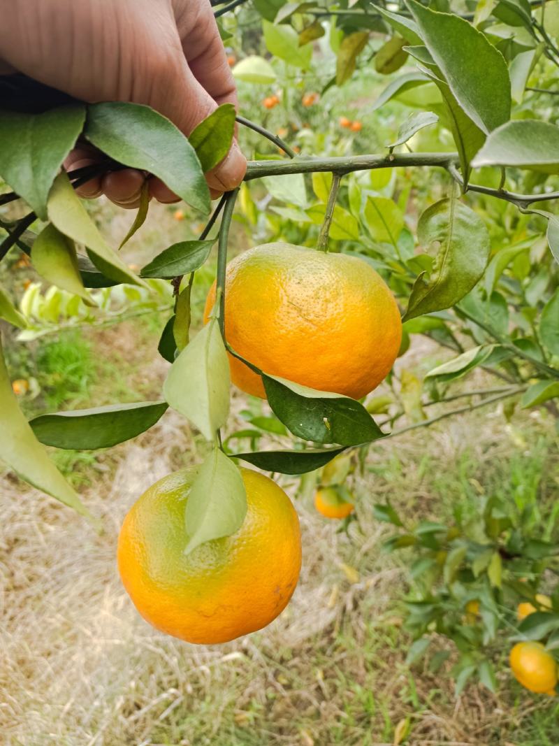 明日见