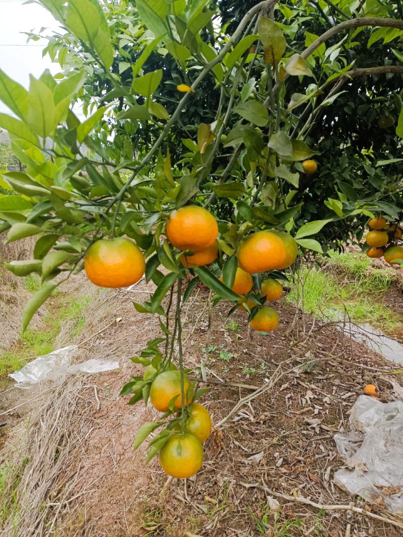 明日见