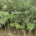 杨梅苗实生苗苗子粗壮大棵现挖现卖量大价优