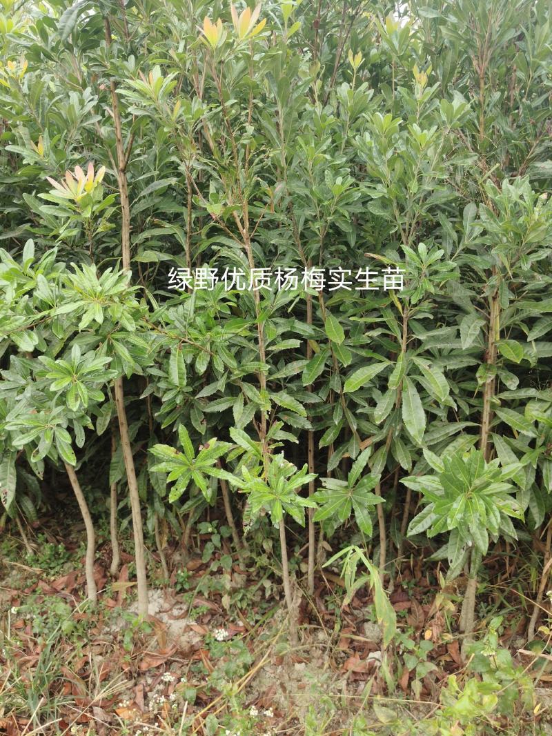杨梅苗实生苗苗子粗壮大棵现挖现卖量大价优