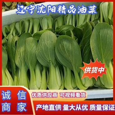 油菜上海青各种蔬菜批发产地直供量大货优有需要请联系我