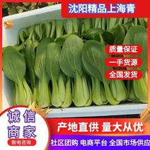 上海青小油菜批发各种蔬菜诚信合作质量视频欢迎来电