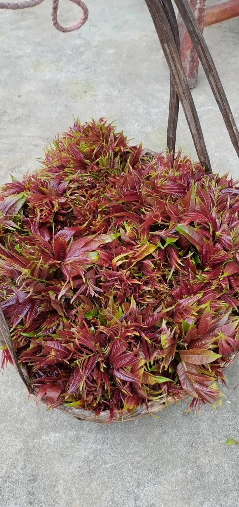 香椿芽