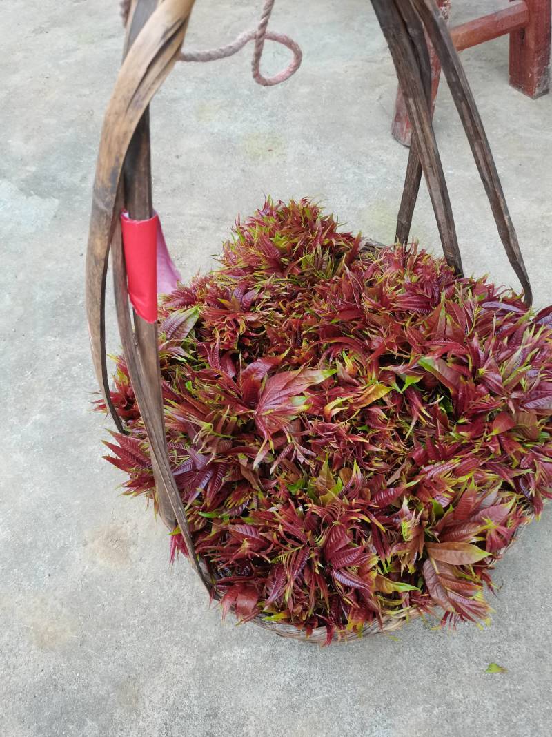 香椿芽
