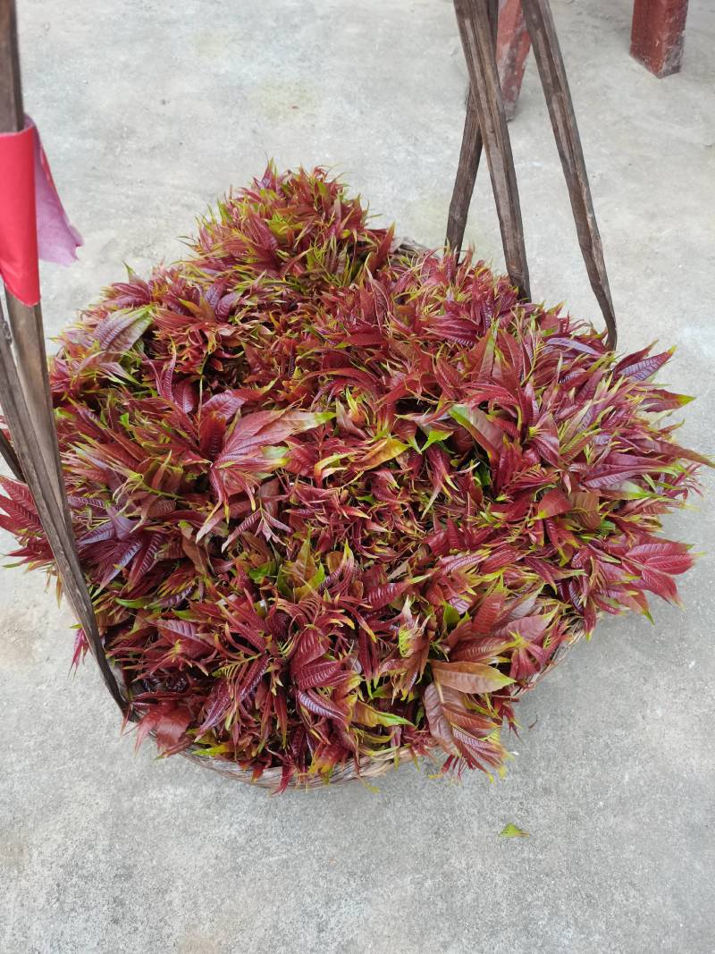 香椿芽