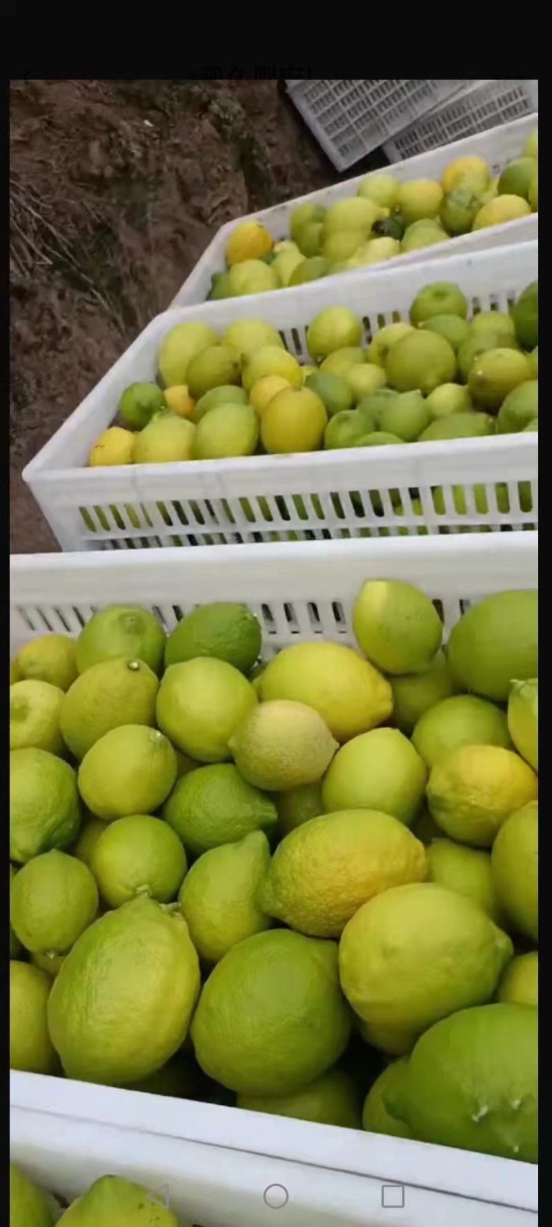 优力克柠檬，精品柠檬产地直销可以大量发货，对接全国市场。