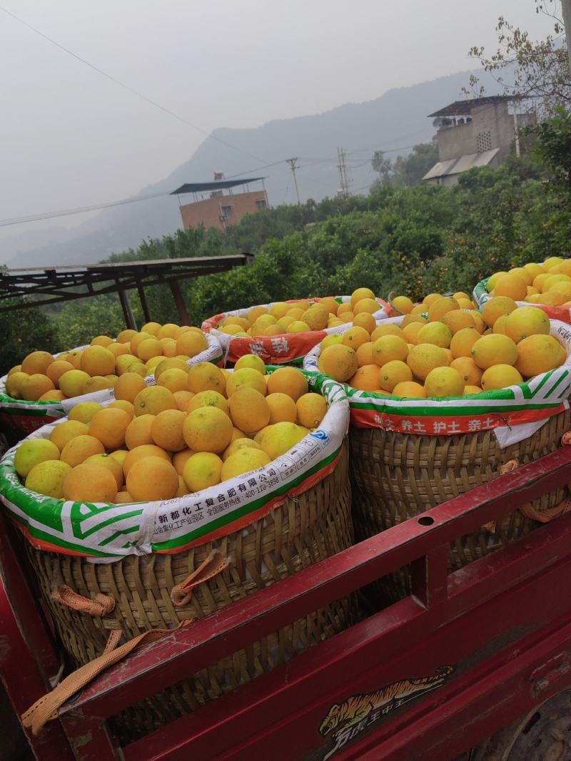 优力克柠檬，精品柠檬产地直销可以大量发货，对接全国市场。