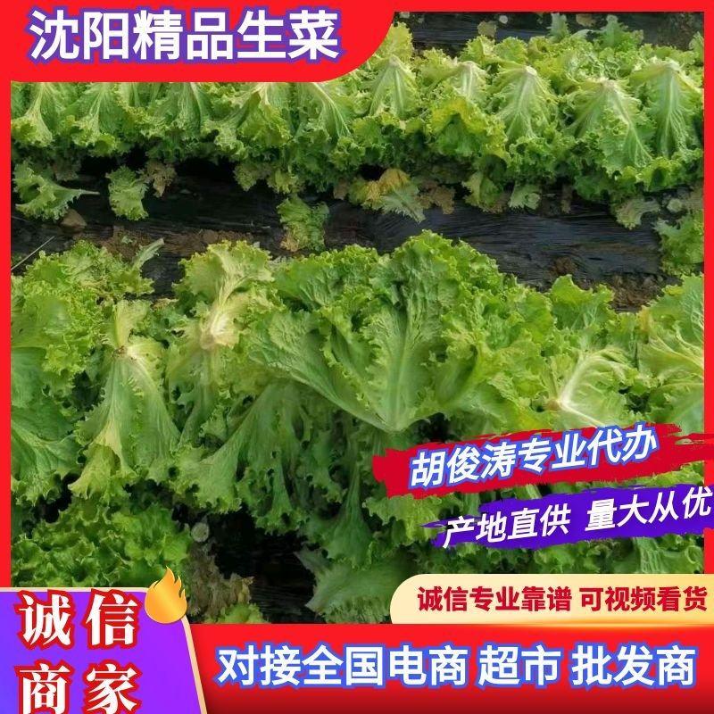 【优选】生菜产地直发供应各大市场一手货源质量优价格优惠