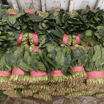 精品大叶菠菜供应全国各大市场商超