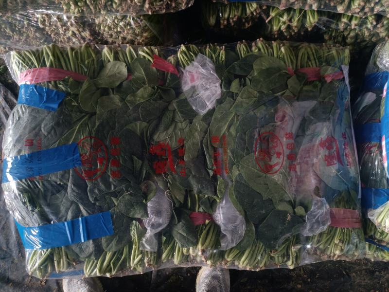 精品大叶菠菜供应全国各大市场商超