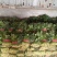 精品大叶菠菜供应全国各大市场商超