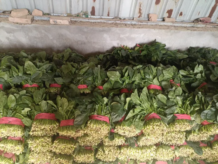 精品大叶菠菜 供应全国各大市场 商超