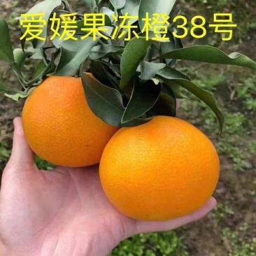 嫁接爱媛38号果冻橙树苗果树苗红美人爱媛30号早熟柑橘苗
