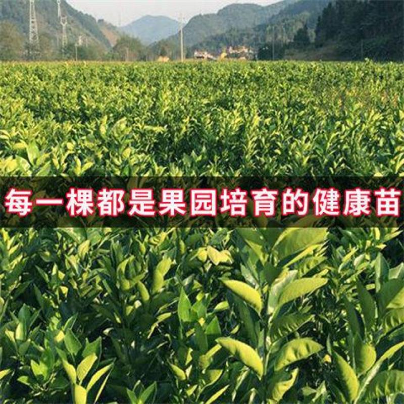 嫁接爱媛38号果冻橙树苗果树苗红美人爱媛30号早熟柑橘苗