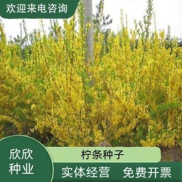 柠条种子紫穗槐种子灌木绿肥新种子山林绿化耐寒耐旱耐贫瘠