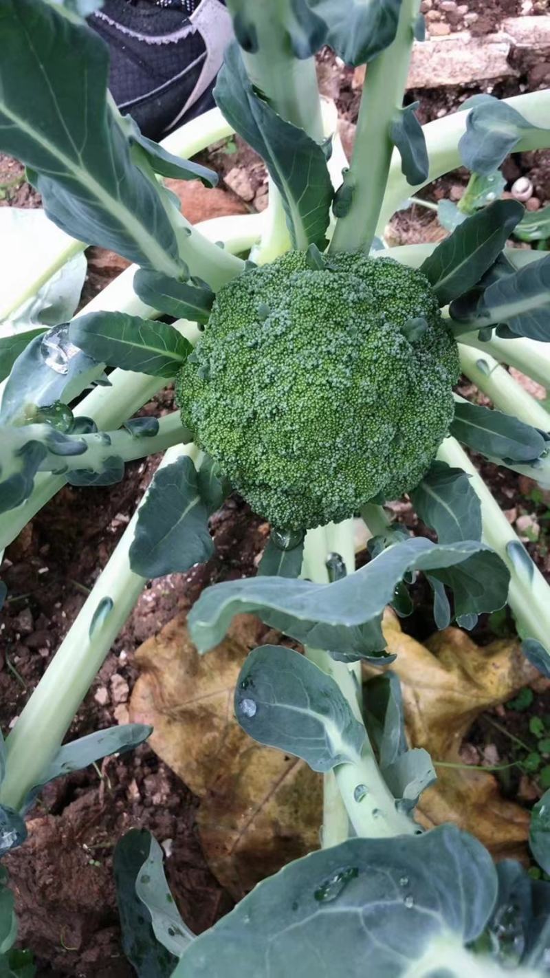 西兰花