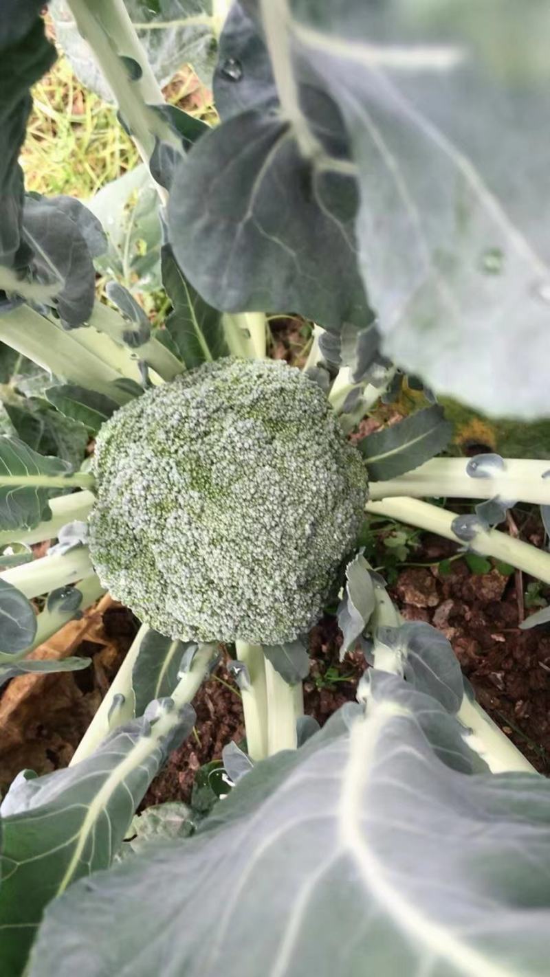 西兰花